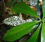 Image result for Peddiea fischeri