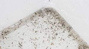 I discovered this evening that a kiddie pool i had outside was infested with mosquito larvae. Oh No Little Black Worms In My Dog S Water Dish Joypetproducts