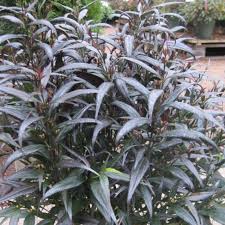 Image result for Strobilanthes anisophylla