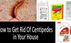 A 5 Easy Steps Guide To Getting Rid Of House Centipedes In 2021