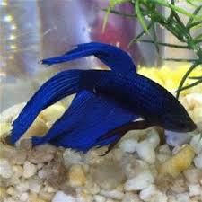 Veiltail Betta Fish Bing Images Betta Fish Fish Betta Fish Types