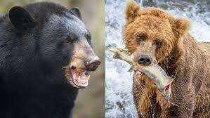 Tickets heute reduziert, sichern sie ihre sitzplätze, deutschland tickets 2021 What S The Difference Between A Brown Bear And A Black Bear Howstuffworks