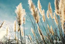 Check spelling or type a new query. 7 Jenis Alang Alang Ini Bisa Dijadikan Tanaman Hias Lo Bukan Gulma