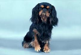 American Kennel Club Akc Org English Toy Spaniel Spaniel Breeds King Charles Spaniel