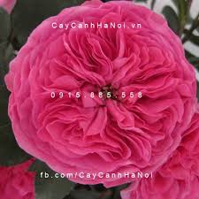 Kết quả hình ảnh cho hình ảnh hoa hồng