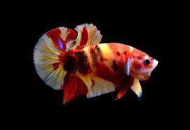 Plakat Emerald Bandung Betta Fish Ikan Cupang Lukisan Hewan Ikan