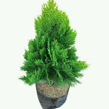 Feb 21, 2019 · nama latin / nama ilmiah tanaman sinox nursery semarang. Tanaman Hias Cemara Kipas Pohon Cemara Kipas Tanaman Cemara Kipas Tinggi 65 Cm Shopee Indonesia
