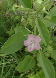 Image result for Pavonia burchellii