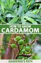 How to Grow Flavorful Cardamom in Your Home Garden | Gardener's Path