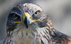 Pássaro, vertebrado, bico, ave de rapina, accipitridae, buzzard, accipitriformes, vermelho, ombro, falcão, animais selvagens. Aves Falcao Hd Papel De Parede Wallpaperbetter