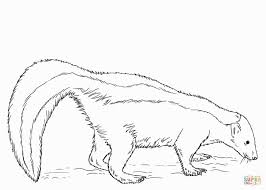 Skunk Coloring Pages