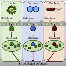 Check spelling or type a new query. A Defense Pathway Linking Plasma Membrane And Chloroplasts And Co Opted By Pathogens Sciencedirect