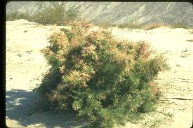 Image result for Tamarix pentandra