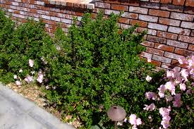 Image result for Escallonia