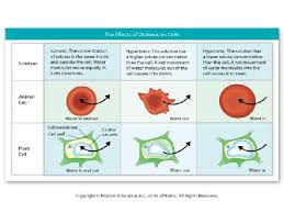 Check spelling or type a new query. Osmosis Osmosis Is The Diffusion Of Water Molecules