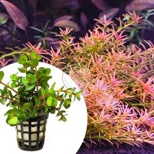 Image result for Rotala mexicana