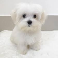 Maltipoo Puppies For Sale Near Me Home