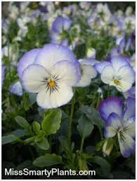 Violas Old Fashioned Favorite Flowers Are Smaller Than Pansies But Extremely Prolific Only 6 8 Tall Great Colo Annual Flowers Pansies Tropical Plants