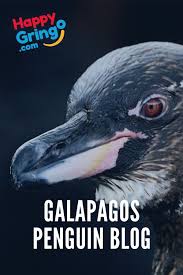 Pin On Wildlife Galapagos Islands