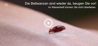 Parasiten im bett poopick der kotbeutel aus pappe hämatophagie lifestyle kannst du bakt stock s bakt stock alamy meningitis wikiwand mose i. Befall Von Bettwanzen Das Wasserbett Als Losung Gegen Bettwanzen