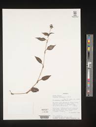 Image result for Aneilema nyasense