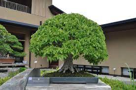 欅 けやき keyaki japanese zelkova bonsai plants photo