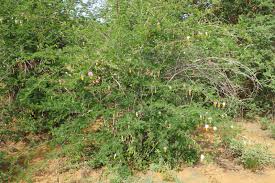 Image result for Dichrostachys