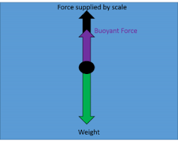 under water weight  body physics