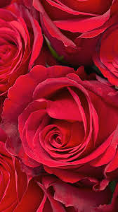 Happy rose day wallpaper 2021. Red Roses Wallpapers Top Free Red Roses Backgrounds Wallpaperaccess
