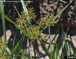 Image result for Cyperus esculentus