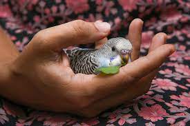 Feeding Baby Parakeets Parakeet Chicks Parakeets Guide Omlet Us