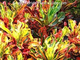 Crotons are typically deer resistant. Crotons