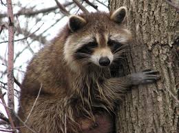 Maybe you would like to learn more about one of these? Raccoon Symbolism Dreams And Totems Spirit Animal Totems