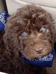 Newfypoo Dog Breed Information And Pictures