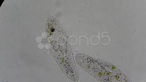 Hd00 17green cell under microscope magnification 400x. Paramecium Caudatum Under Microscope Stock Video Pond5