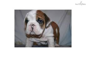 Maybe you would like to learn more about one of these? English Bulldog Puppies Okc