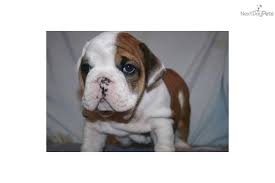 Bringing a puppy into your family is a decision that warrants doing your research for the perfect dog breed based on your lifestyle, then finding reputable dog breeders with puppies for sale based on your desired dog breed. English Bulldog Puppies Okc