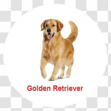 If you're having trouble deciding, keep in mind that great golden retriever names can come from many different sources of inspiration, such as your favorite foods, books, celebrities, your heritage, or even dog breed history. Labradoodle Goldendoodle Puppy Golden Retriever Poodle Crossbreed Poodles Transparent Png