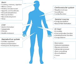 Image result for images of The Endocannabinoid System