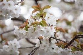 We did not find results for: What Does The Flower Mean In Japanese Imagine A Garden