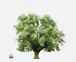 The paired, winged fruit are the largest of any maple. Sugar Maple Fruit Tree Wood Graphy Tree Maple Maple Leaf Branch Png Pngwing