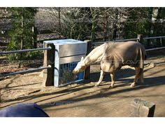 Image Av39135 3 Jpg Pferd Heuraufe Pferde