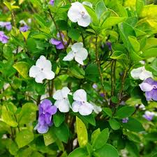 Image result for Brunfelsia australis