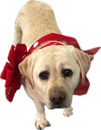 AKC Registered Labrador Retriever Puppies Available