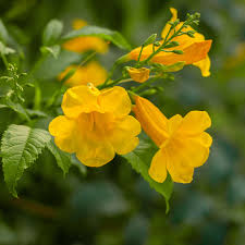 Image result for Tecoma