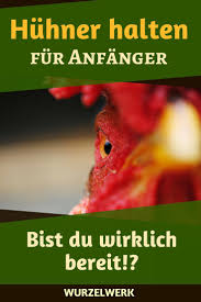 Huhner Halten Fur Anfanger Passen Huhner Zu Deinem Alltag Huhner Im Garten Huhnerhaltung Im Garten Huhner Haltung