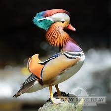 Quantity in stock:(out of stock) product code: Murray Mcmurray Hatchery Mandarin Duck
