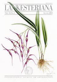 Image result for Hetaeria heterosepala