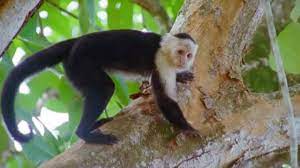 Maybe you would like to learn more about one of these? Capuchin Monkeys Wild Caribbean Bbc Earth Youtube
