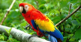 How Much Does A Parrot Cost Updated Parrot Price Chart In 2019